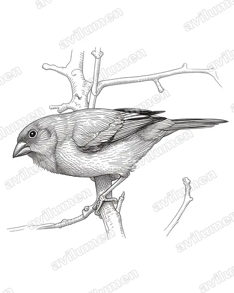 Illustration Encre : Erythrura psittacea (Diamant psittaculaire)