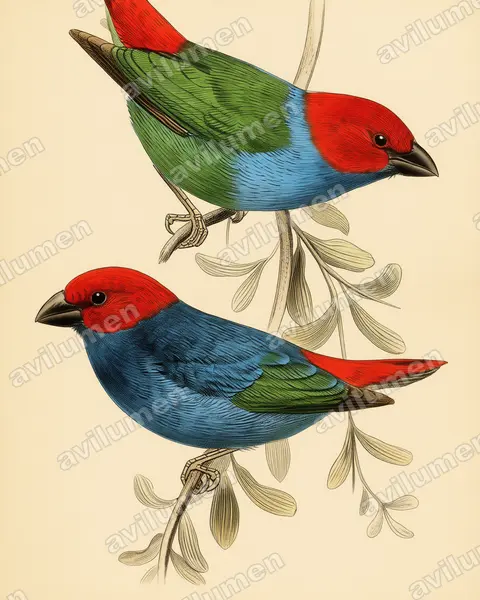 Illustration Planche ancienne : Erythrura regia (Diamant des Nouvelles-Hébrides)