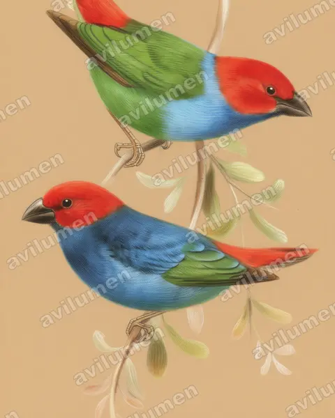 Illustration Crayon de couleur : Erythrura regia (Diamant des Nouvelles-Hébrides)