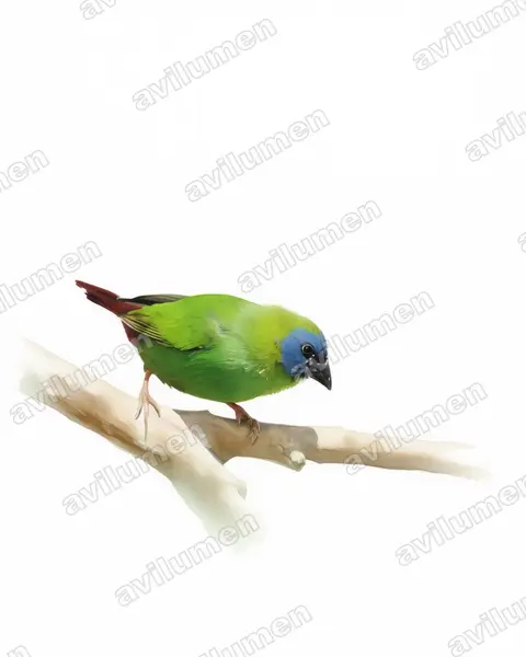 蓝脸鹦雀（Erythrura trichroa）的水彩插画