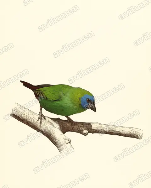 蓝脸鹦雀（Erythrura trichroa）的古典图版插画