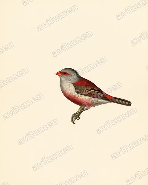 Illustration Planche ancienne : Estrilda astrild (Astrild ondulé)