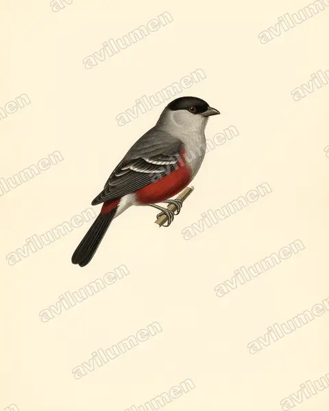 黑头梅花雀（Estrilda atricapilla）的古典图版插画