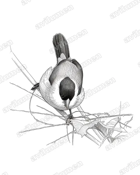 Illustration Encre : Estrilda kandti (Astrild de Kandt)