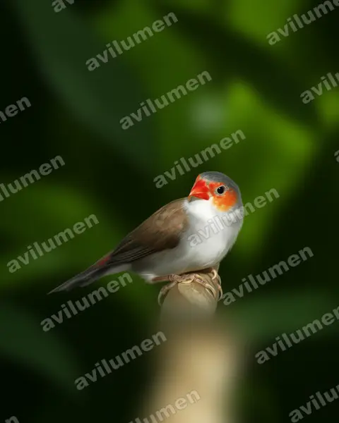 Ilustración en Realista: Estrilda melpoda (Estrilda carinaranja)