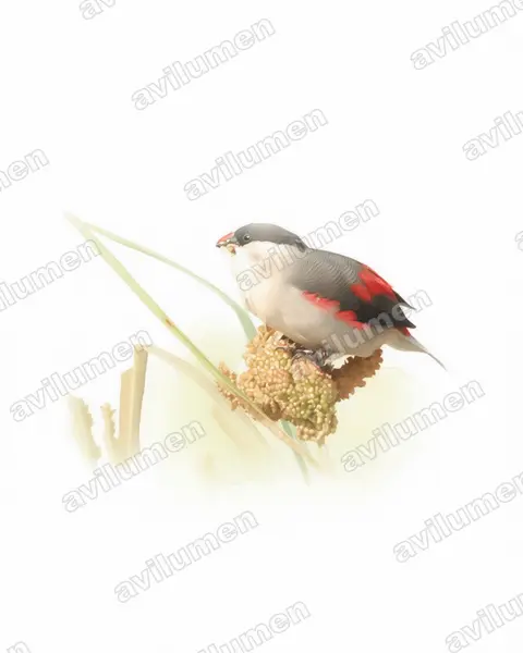 Watercolor illustration: Estrilda nonnula (Black-crowned Waxbill)