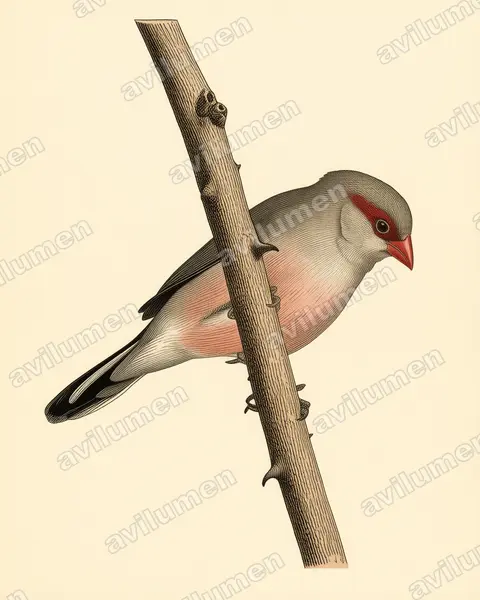 Illustration im Stil Historische Tafel: Grauastrild (Estrilda troglodytes)