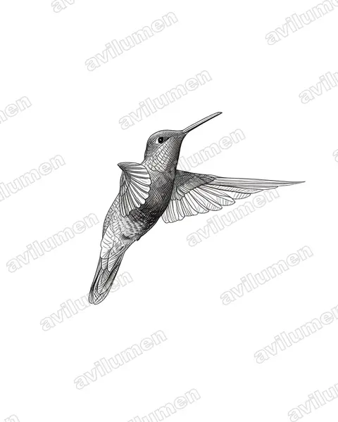 Illustration im Stil Tusche: Violettkron-Brillantkolibri (Eugenes fulgens)