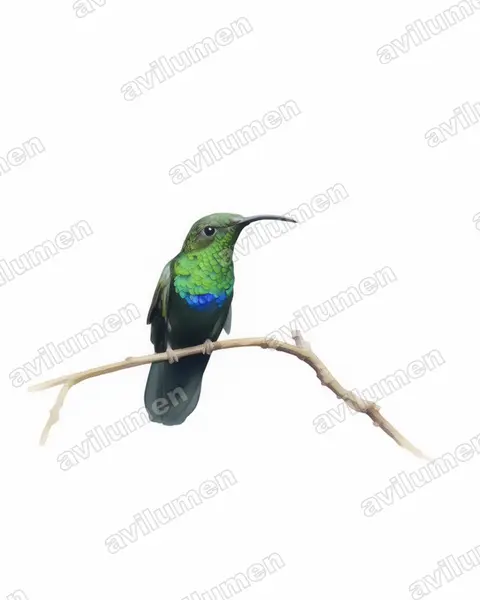 Illustration Aquarelle : Eulampis holosericeus (Colibri falle-vert)