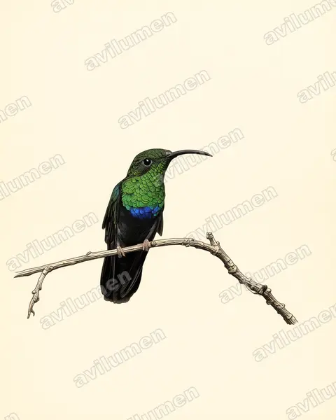 Illustration Planche ancienne : Eulampis holosericeus (Colibri falle-vert)