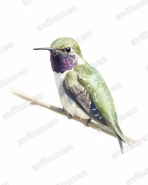 Illustration Aquarelle : Eulidia yarrellii (Colibri d'Arica)