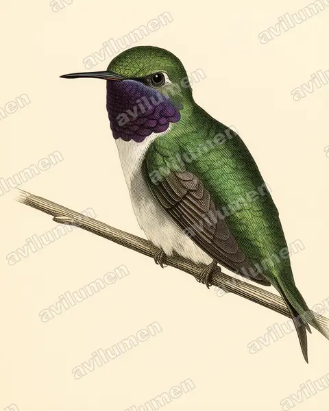 Illustration Planche ancienne : Eulidia yarrellii (Colibri d'Arica)