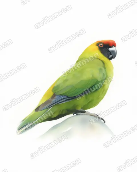 Ilustración en Acuarela: Eunymphicus cornutus (Perico cornudo)