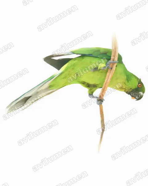 乌韦阿鹦鹉（Eunymphicus uvaeensis）的水彩插画