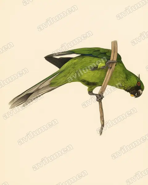 乌韦阿鹦鹉（Eunymphicus uvaeensis）的古典图版插画