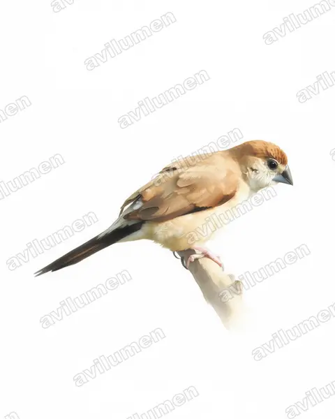 Illustration im Stil Aquarell: Indischer Silberschnabel (Euodice malabarica)