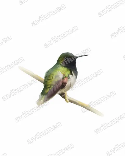 Ilustración en Acuarela: Eupherusa nigriventris (Colibrí ventrinegro)