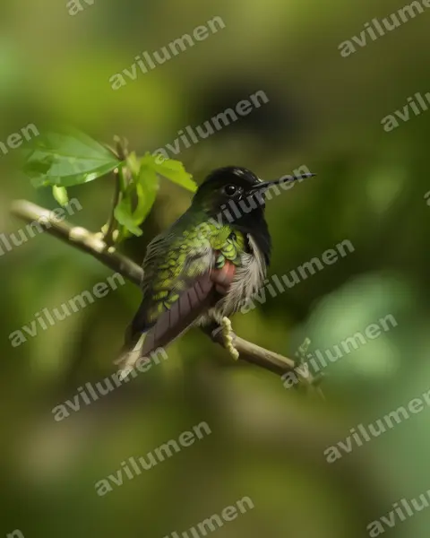 Ilustración en Realista: Eupherusa nigriventris (Colibrí ventrinegro)