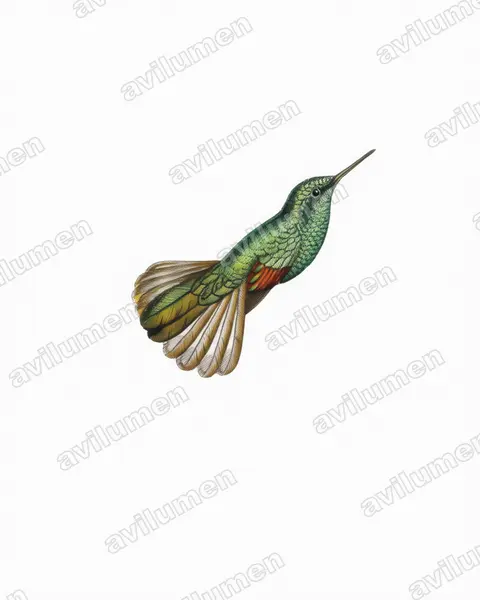 Ilustración en Acuarela: Eupherusa poliocerca (Colibrí de Guerrero)