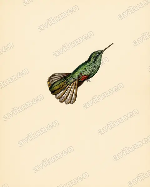 Ilustración en Lámina antigua: Eupherusa poliocerca (Colibrí de Guerrero)