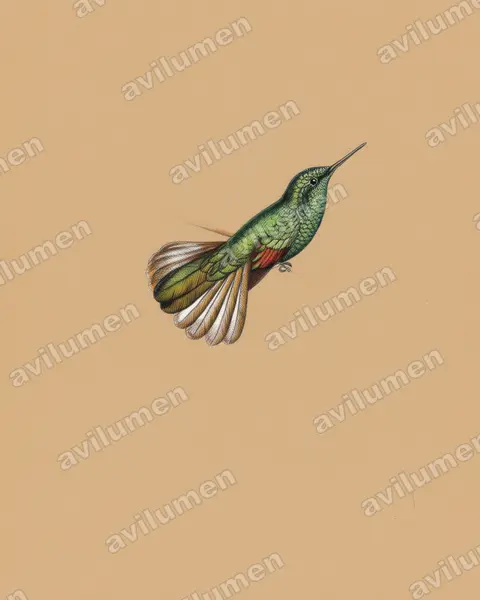 Ilustración en Lápiz de color: Eupherusa poliocerca (Colibrí de Guerrero)