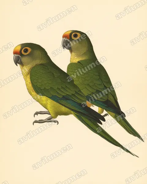 Peach-fronted Parakeet（Eupsittula aurea）的古典图版插画