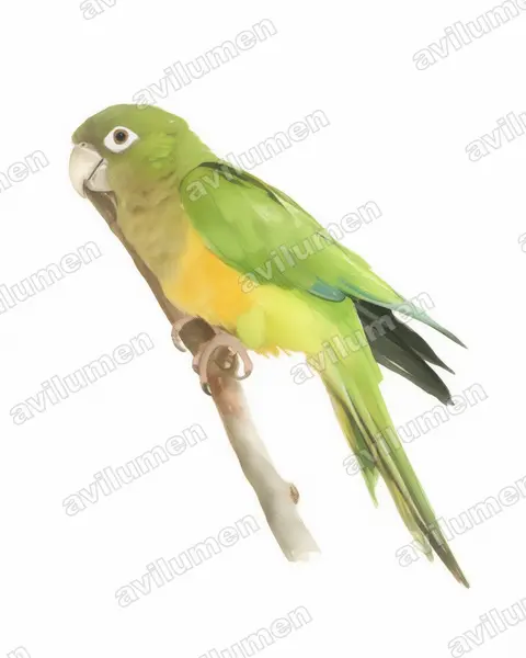 Illustration Aquarelle : Eupsittula cactorum (Conure des cactus)