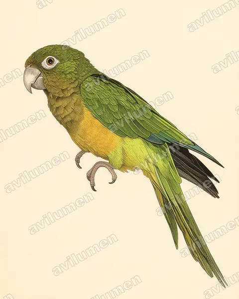 Illustration Planche ancienne : Eupsittula cactorum (Conure des cactus)