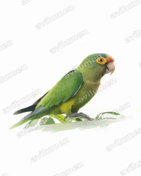 Orange-fronted Parakeet（Eupsittula canicularis）的水彩插画