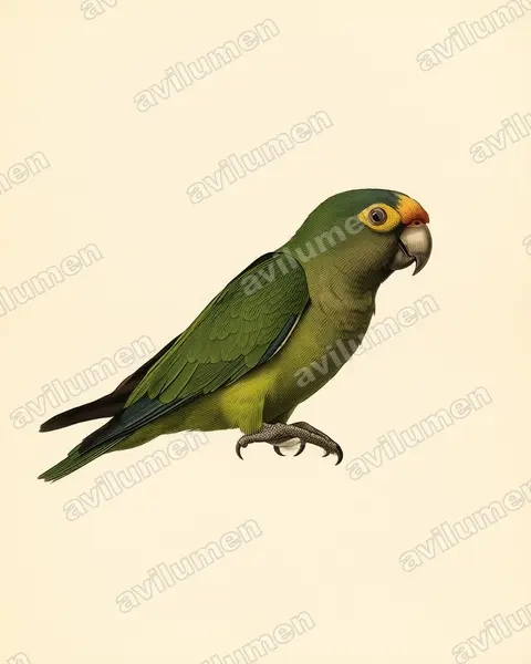 Orange-fronted Parakeet（Eupsittula canicularis）的古典图版插画