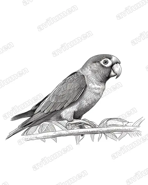 Orange-fronted Parakeet（Eupsittula canicularis）的钢笔墨线插画