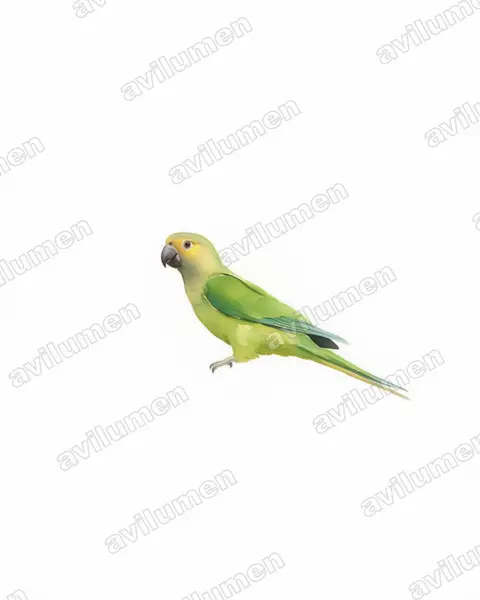 Illustration Aquarelle : Eupsittula pertinax (Conure cuivrée)