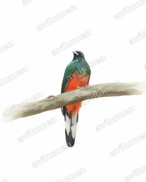 Illustration im Stil Aquarell: Kieferntrogon (Euptilotis neoxenus)