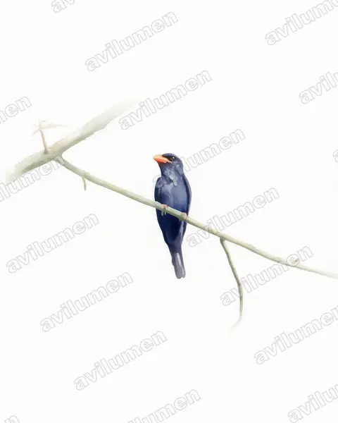 Ilustración en Acuarela: Eurystomus azureus (Carraca moluqueña)