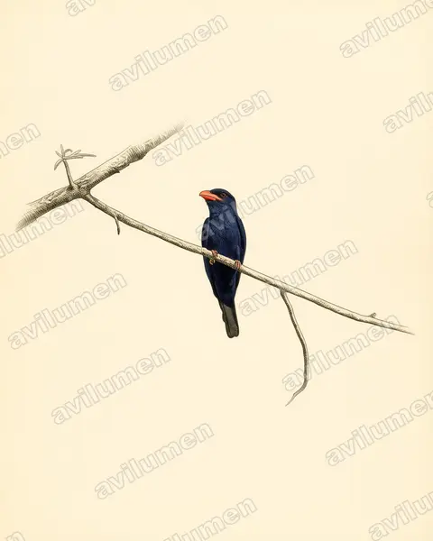 Ilustración en Lámina antigua: Eurystomus azureus (Carraca moluqueña)