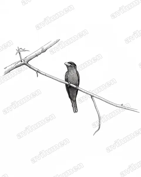 Ilustración en Tinta: Eurystomus azureus (Carraca moluqueña)