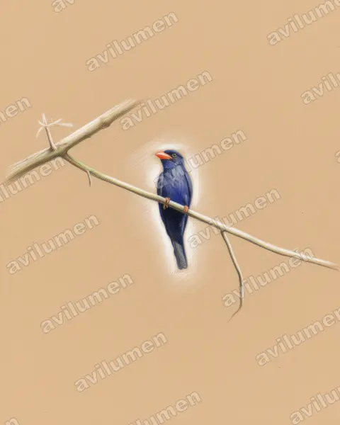 Ilustración en Lápiz de color: Eurystomus azureus (Carraca moluqueña)