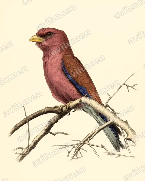 Illustration im Stil Historische Tafel: Zimtroller (Eurystomus glaucurus)