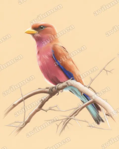 Illustration im Stil Buntstift: Zimtroller (Eurystomus glaucurus)