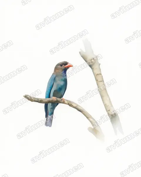 Illustration im Stil Aquarell: Dollarvogel (Eurystomus orientalis)
