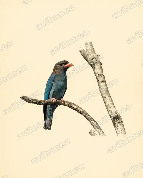 Illustration im Stil Historische Tafel: Dollarvogel (Eurystomus orientalis)
