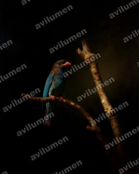 Illustration im Stil Öl: Dollarvogel (Eurystomus orientalis)