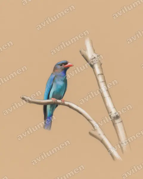 Illustration im Stil Buntstift: Dollarvogel (Eurystomus orientalis)