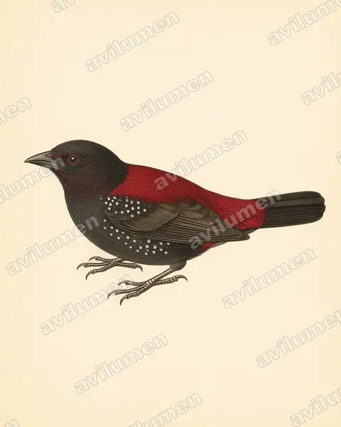 Illustration im Stil Historische Tafel: Dybowskiastrild (Euschistospiza dybowskii)