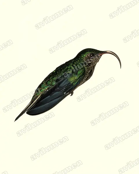Illustration Planche ancienne : Eutoxeres aquila (Bec-en-faucille aigle)