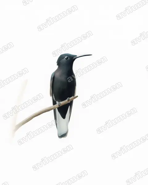 Ilustración en Acuarela: Florisuga fusca (Colibrí negro)