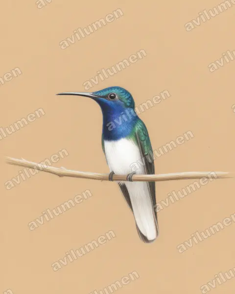 Illustration im Stil Buntstift: Weißnackenkolibri (Florisuga mellivora)