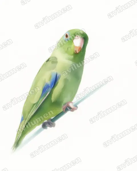 Illustration im Stil Aquarell: Augenring-Sperlingspapagei (Forpus conspicillatus)