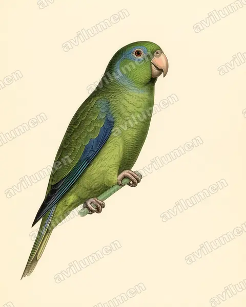 Illustration im Stil Historische Tafel: Augenring-Sperlingspapagei (Forpus conspicillatus)