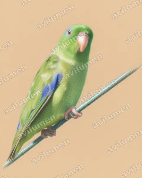 Illustration im Stil Buntstift: Augenring-Sperlingspapagei (Forpus conspicillatus)